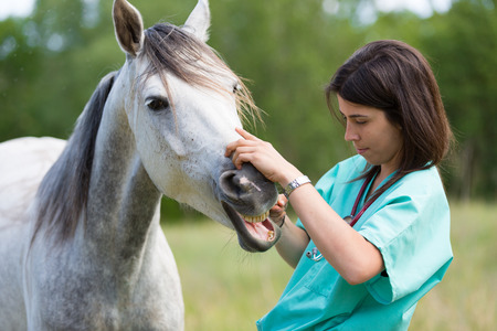 40342677 - veterinary great performing a scan to a young mare